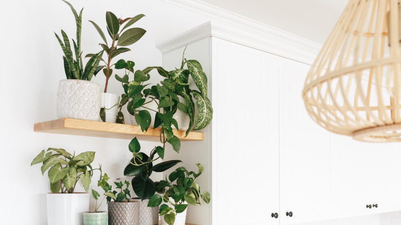 plantas y decoración
